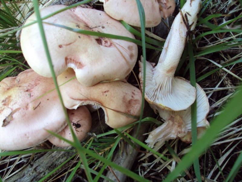 Ancora 2 funghi - Trentino